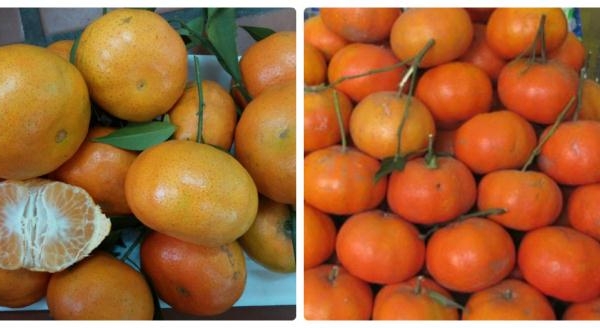 Người trồng cam chia sẻ cách phân biệt cam canh Việt Nam và cam Trung Quốc độc hại 